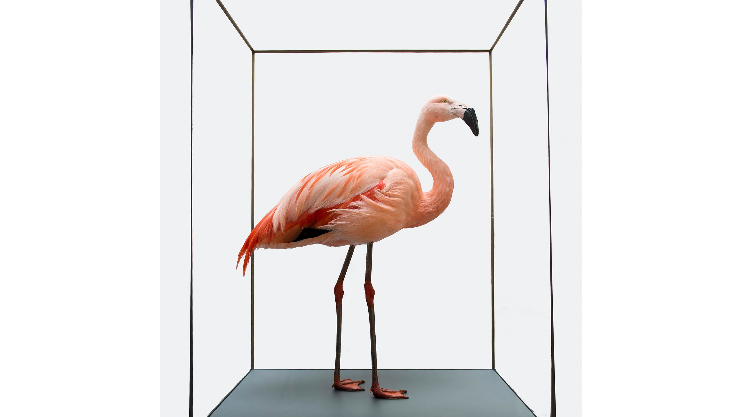 A vibrant pink taxidermy flamingo in a glass case