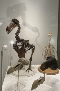 A dodo skeleton in a glass case at the Museum of Zoology.