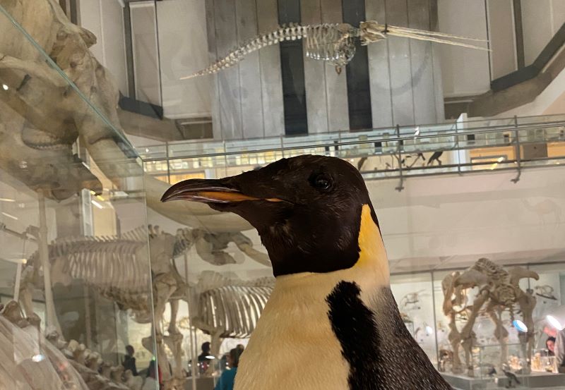 Top half of an Adelie Penguin in with background of the Museum of Zooology