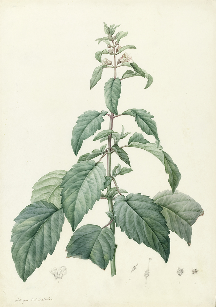 Botanical watercolour of josephina imperatricis, set against a pale cream background. The plant is a narrow pyramid in shape, with large, serrated leaves spreading out from a central stem, growing smaller toward the top. The stem is topped with a bloom of small white flowers.