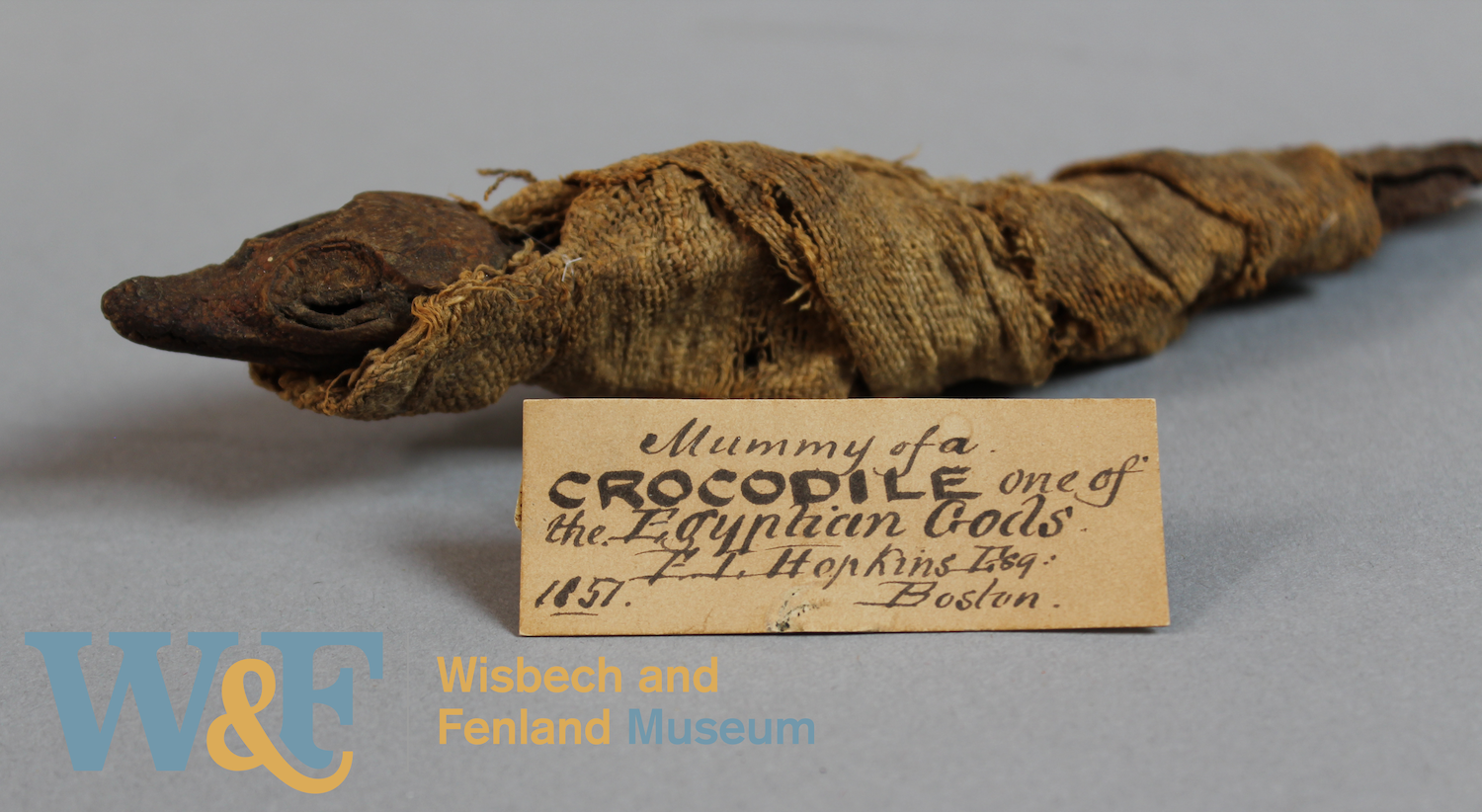 Mummified juvenile crocodile