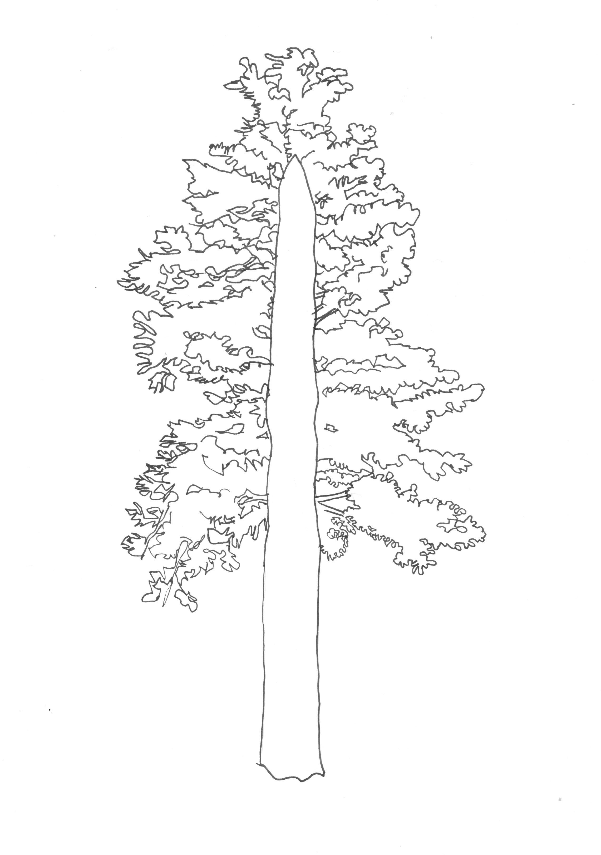 outline of cedar tree for copy activity