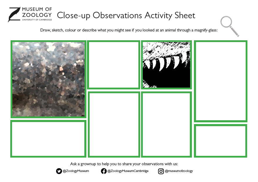 Upclose observations activity sheet