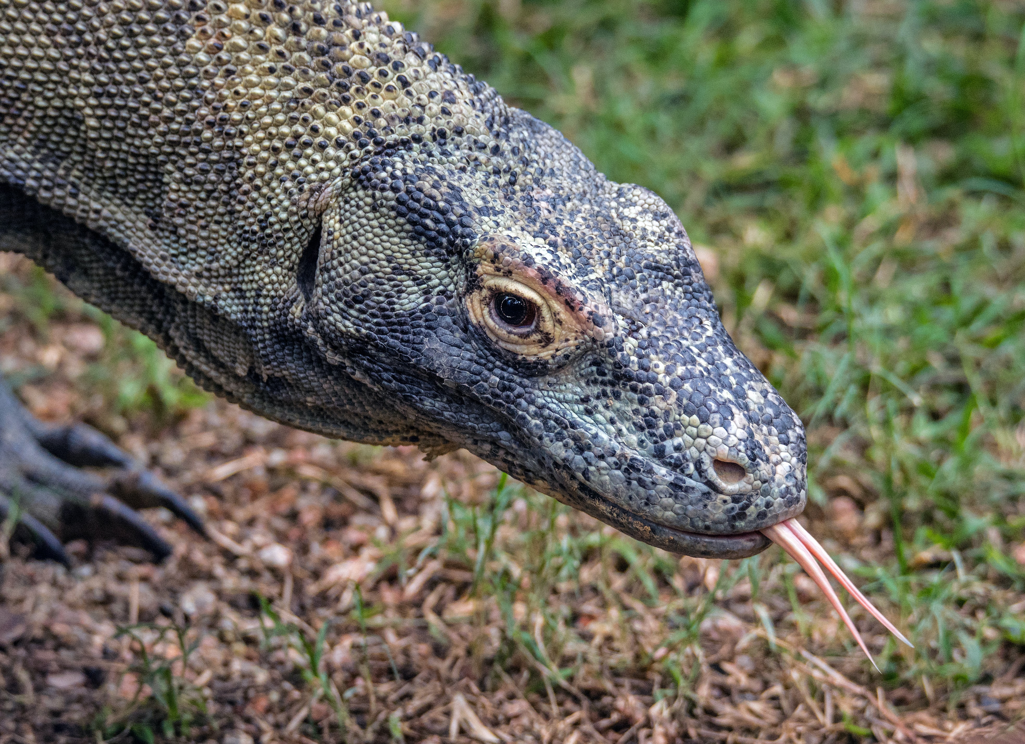 Komodo dragon with tongue out