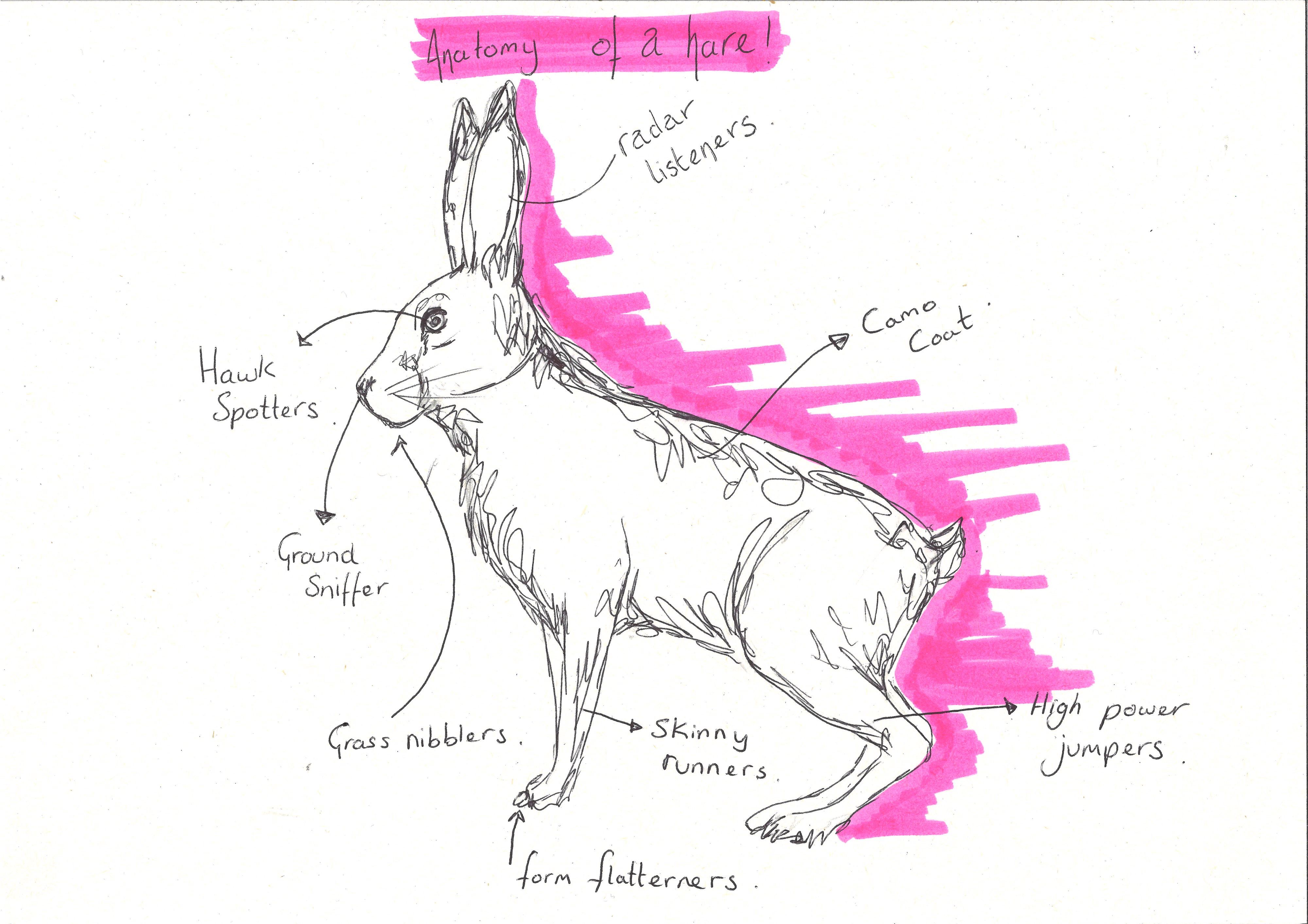 Anatomy of a hare