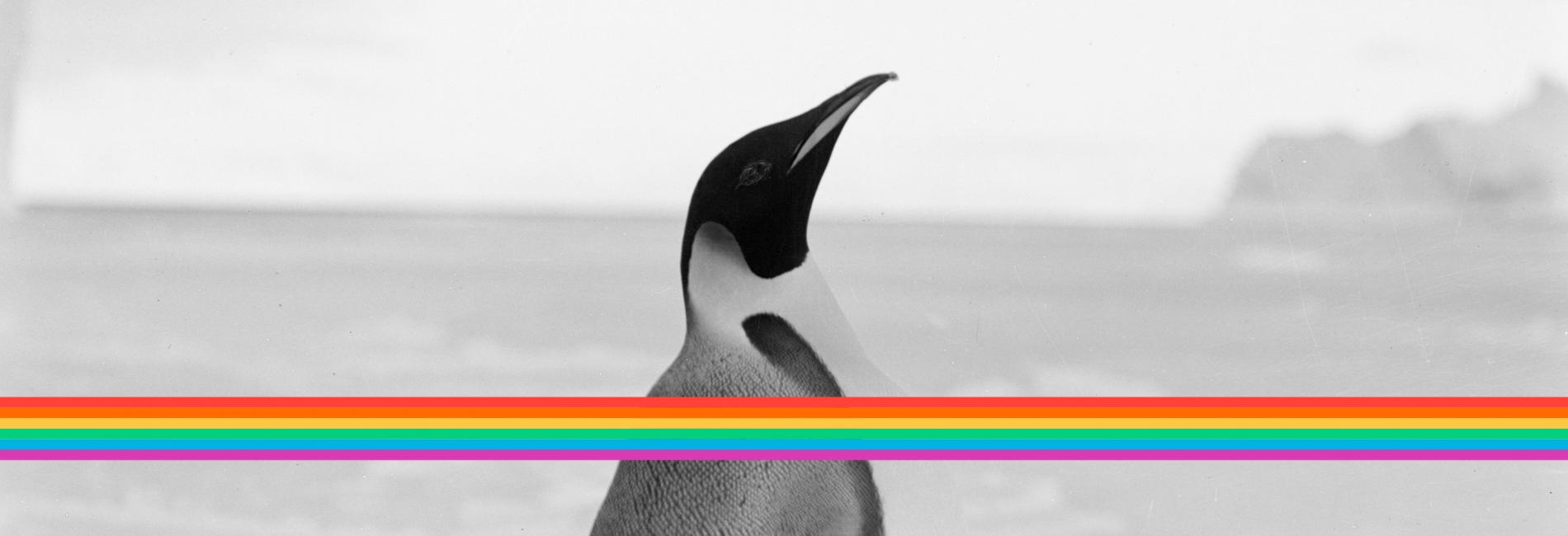 Emperor penguin, a photo by Herbert Ponting