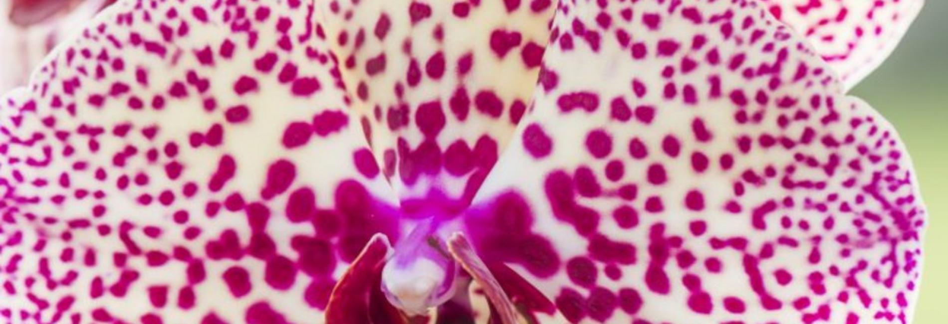 Make A Paper Orchid University Of Cambridge Museums