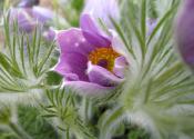 Purple flower - Pulsatilla Vulgaris