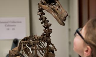 child looking at dodo skeleton