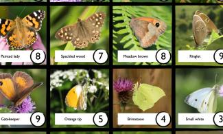 Butterflies on a bingo card