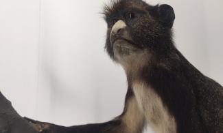 Putty-nosed monkey