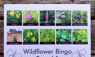 Image of a bingo board showing 10 images of UK wildflowers