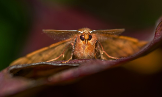 a feathered thorn moth