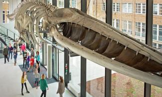 photo of the skeleton of a fin whale hanging in the foyer of the museum of zoology