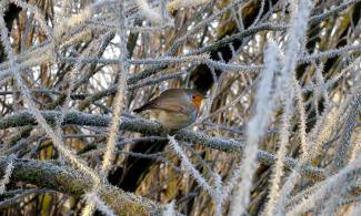 Robin on frosted willow