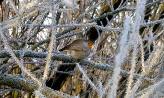 Robin on frosted willow tree