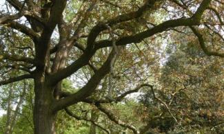 Cambridge-Oak_Quercus-x-warburgii