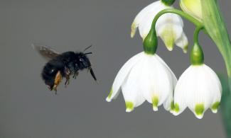 Charles James Sharp – Female Hairy-Footed Flower Bee Anthophora plumipes on Spring Snowflake Leucojum vernum CC BY SA 3