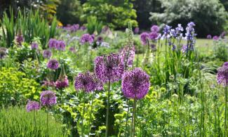 Alliums in the Bee borders at the Botanic Garden. Orb shaped flowers.