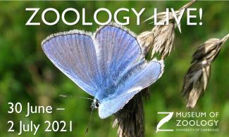 Zoology Live butterfly image
