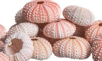pile of pink sea urchin shells
