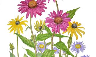 an illustration of late summer daisies, image Reinhild Raistrick