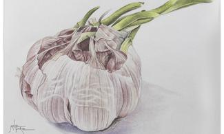 garlic image: Janie Pirie