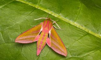 Moth sitting on green leaf