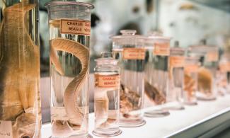 Fish specimens in jars, lined up in a row. A label on each jar says 'Charles Darwin Beagle Voyage'