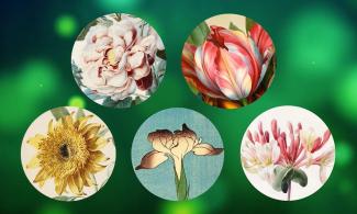 Images of Rose, Tulip, Sunflower, Iris and Honeysuckle