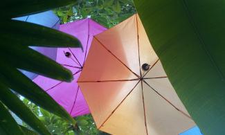 Colourful umbrellas in the trees