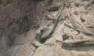 part of a fossil ichthyosaur