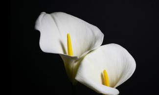 white arum lilies