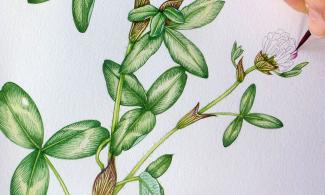 illustration of red clover