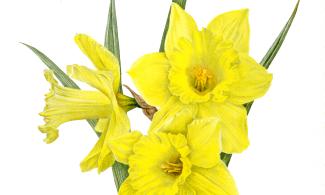 illustration of daffodils