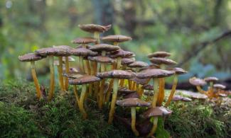 fungi growing in woodland