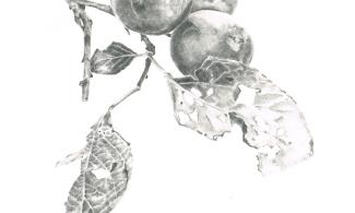 pencil image of plums