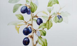 illustration of plums