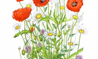 illustration of poppies and daisies