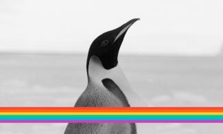 Rainbow Penguin