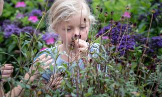Blonde haired child smelling small purple flowers at cambridge University Botanic garden