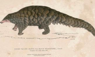 Pangolin illustration