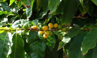 an image of coffee beans growing