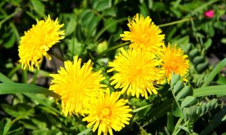 an image of a dandelion
