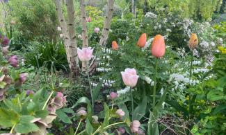 an image of tulips and dicentra
