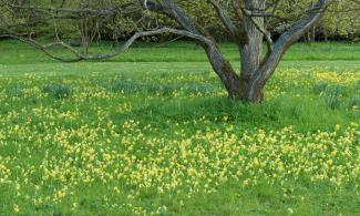 image of cowslips growing under trees
