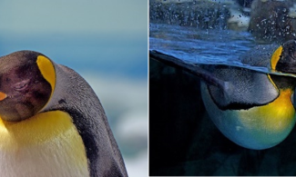 King Penguins - one in UV