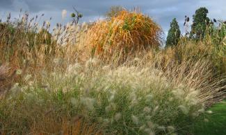 grasses in the Systematic Beds