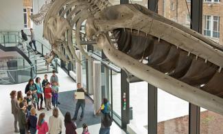 Fin whale skeleton