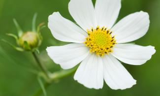 Cosmos - white flower in bloom with yellow centre